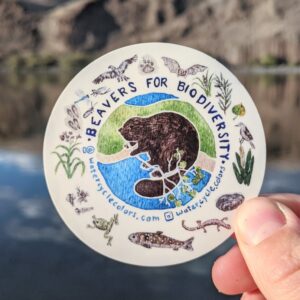Beavers for Biodiversity Sticker